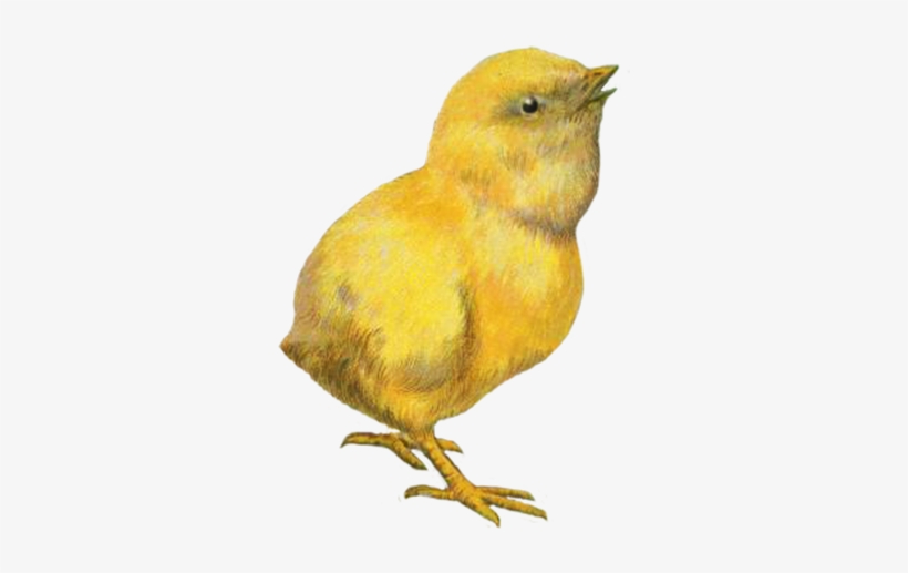 Easter Chicken Clip Art - Chicken Gif Png, transparent png
