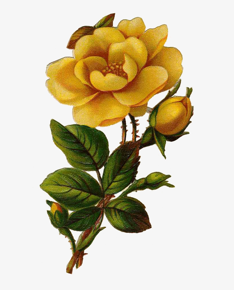 Leaping Frog Designs - Yellow Vintage Rose Png, transparent png
