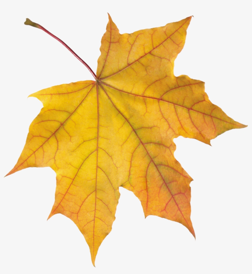 Autumn Png Leaf - 楓葉 Png, transparent png