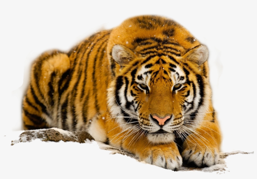 Free Download Species Of The South China Tiger - Charming Frame-the Lazy Tiger Pattern Design Pillowcase,twin, transparent png