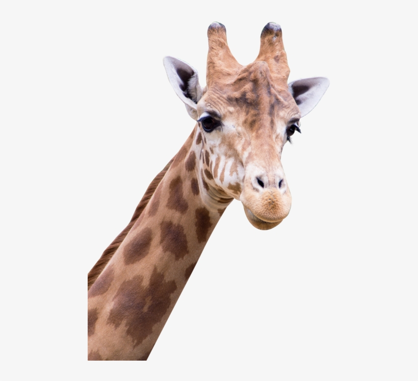 Giraffe Png Transparent Image - Amine Good For You, transparent png