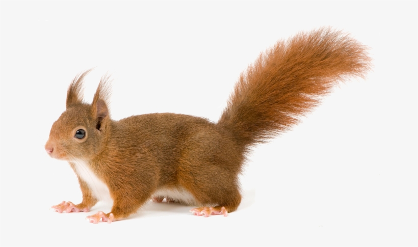 Squirrel Png, transparent png