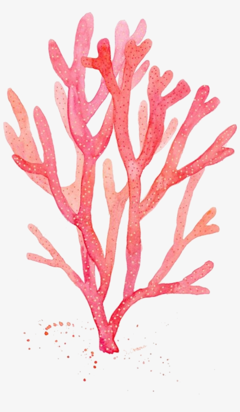 Red Coral Watercolor Painting Drawing Algae - Corail Aquarelle, transparent png