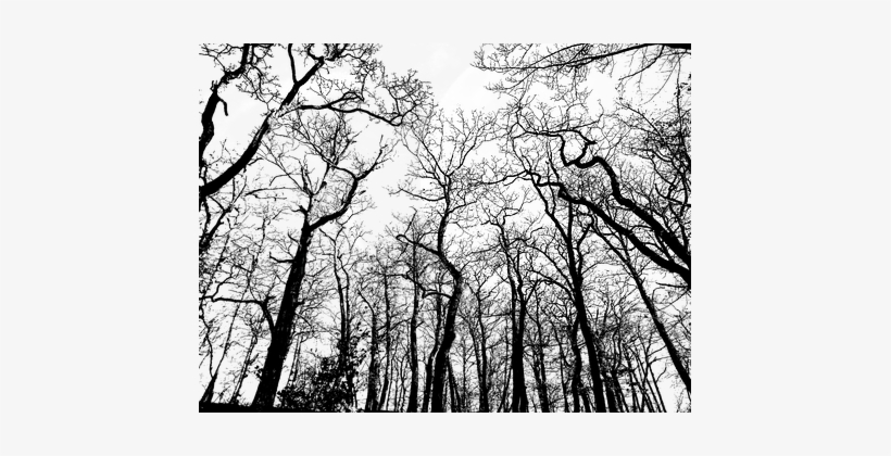 Transparent Background Moon Forest Trees B - Forest Transparent Background, transparent png