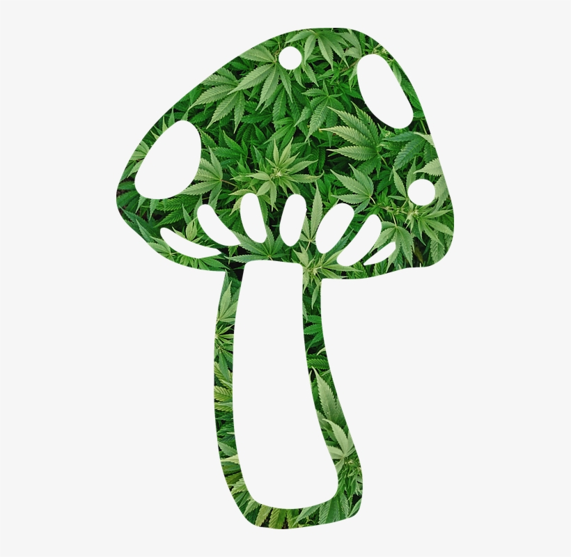 Mushroom, Shroom, Weed, Fungi, Fungus, Psychedelic - Grass, transparent png