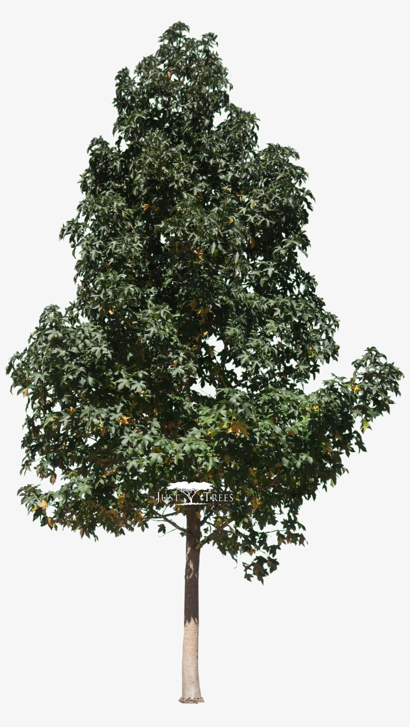 Liquidambar Styraciflua - Liquidambar Styraciflua Png, transparent png