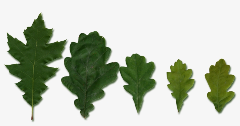 Quercus Leaves - Leaf, transparent png