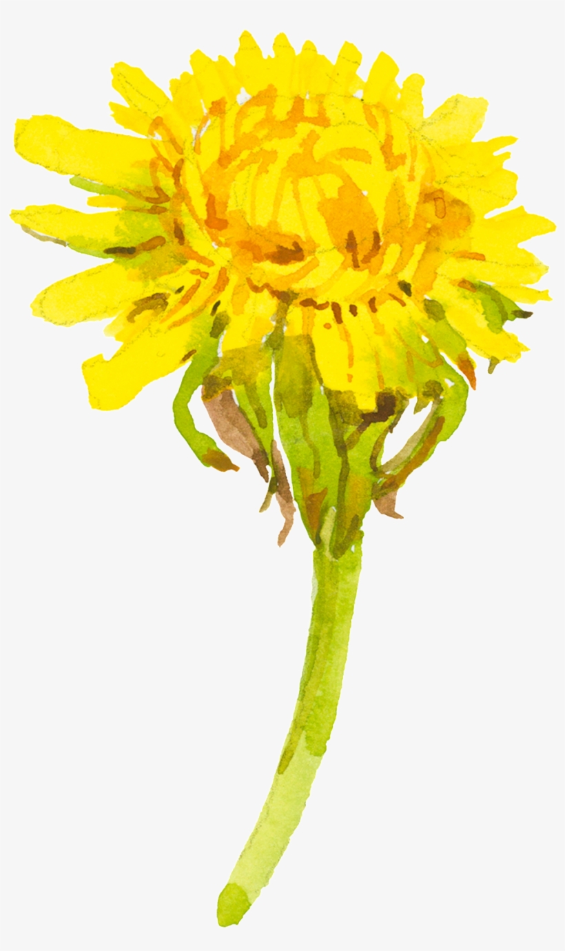 Yellow Cartoon Chrysanthemum Watercolor Transparent - Watercolor Painting, transparent png