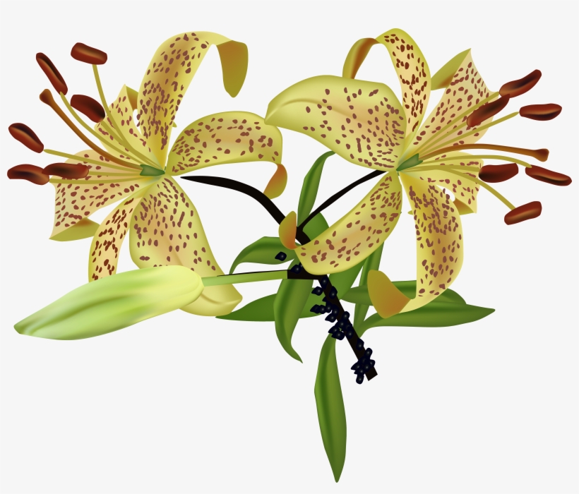 Lilium Flower Watercolor Painting - Flower, transparent png