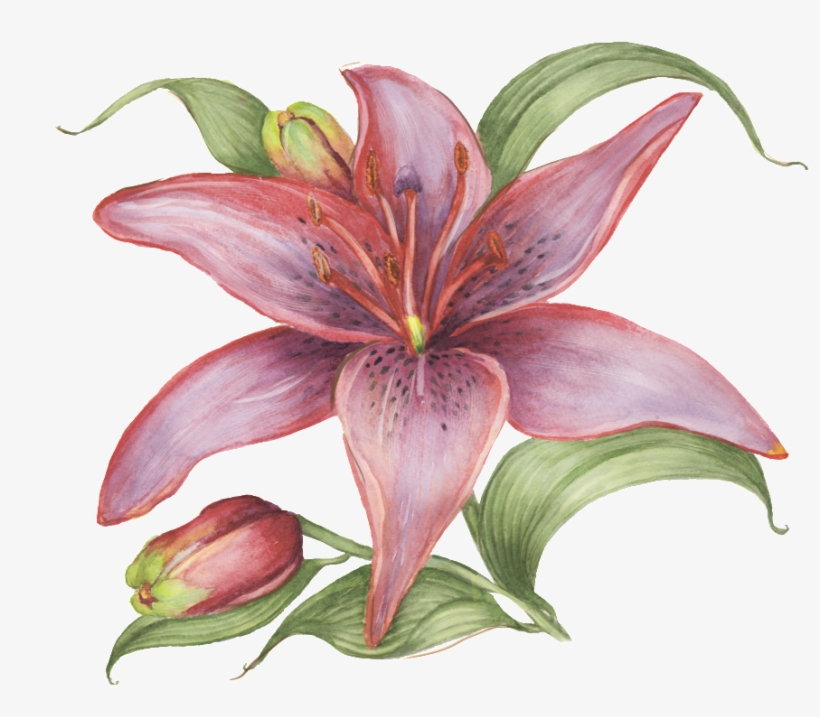 Hand Drawn Flowers, Watercolor Flowers, Transparent - Watercolor Painting, transparent png