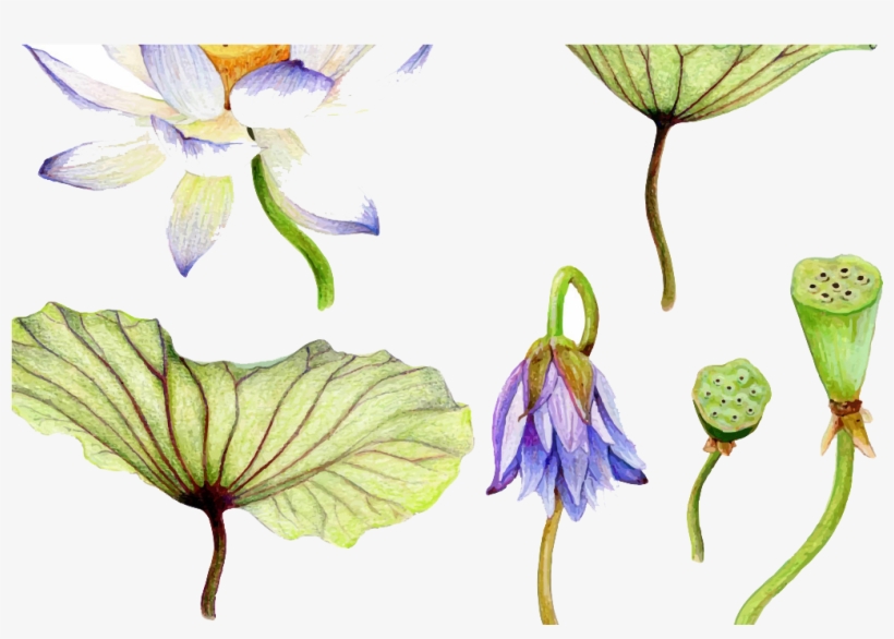 Watercolor Painting Nelumbo Nucifera Water Lily Drawing - Watercolor Painting Art Water Lilies, transparent png