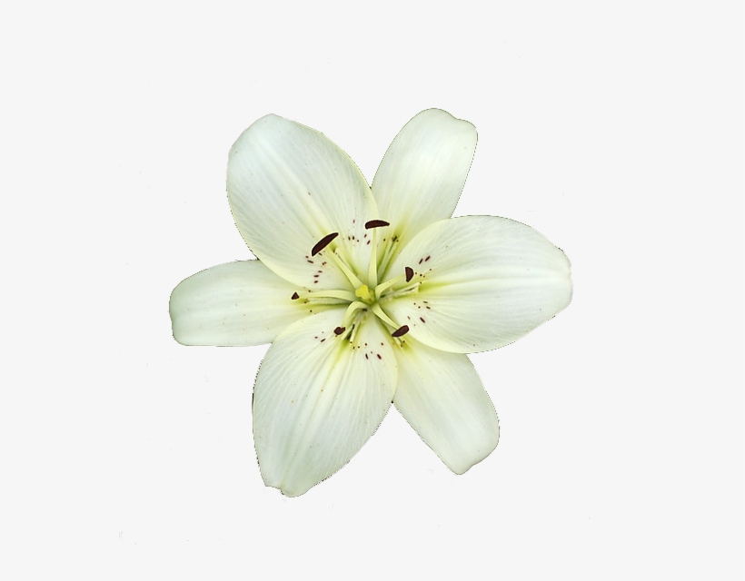 Lily White High-quality - Lily Flower Transparent Background, transparent png