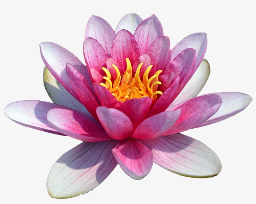 Free Png Water Lily Transparent Png Images Transparent - Water Lily Flower Png, transparent png