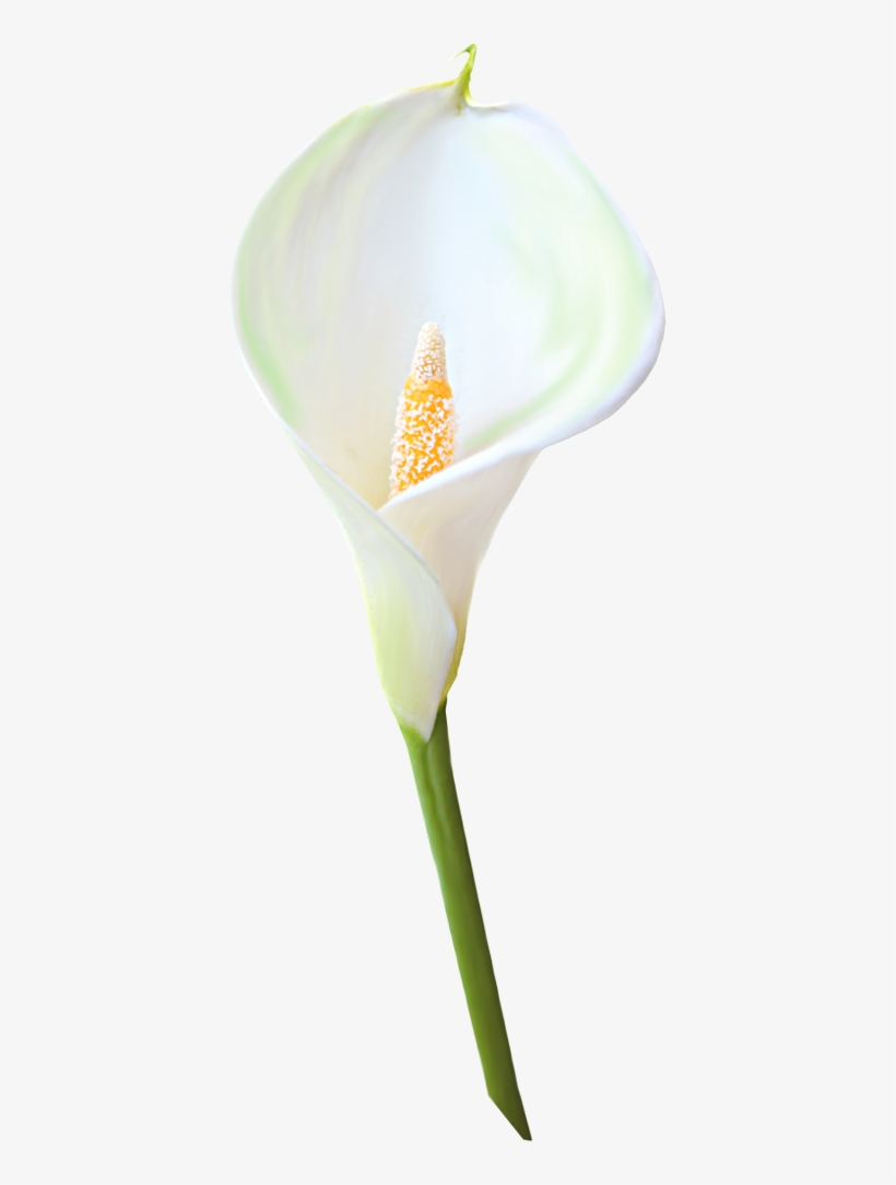 Image Of Calla Lily Clipart - Calla Lily Transparent Background, transparent png
