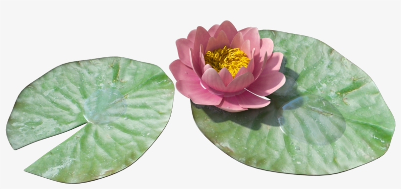 Water Lily Png Image - Water Lily Transparent Png, transparent png