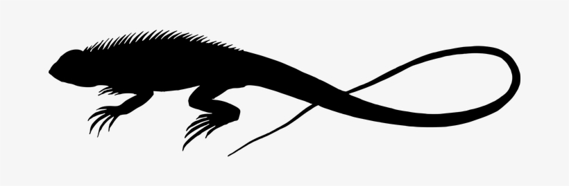 Animal Lizard Reptile Silhouette Lizard Li - African Lizards Silhouette, transparent png