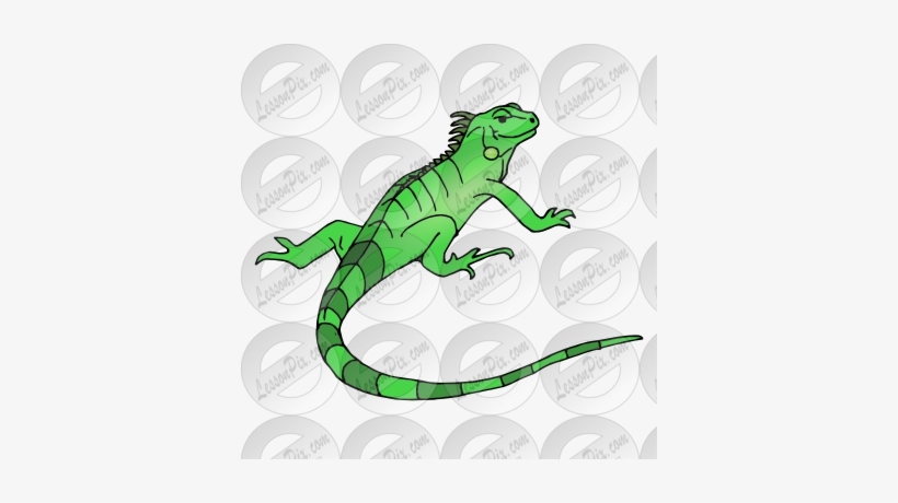 Collection Of Free Iguana Drawing Zoo Animal Download - Clip Art, transparent png