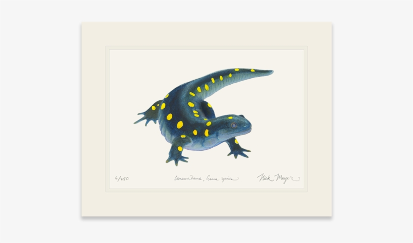 Spotted Salamander, transparent png