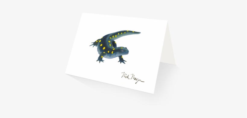 Yellow Spotted Salamander - Spotted Salamander, transparent png