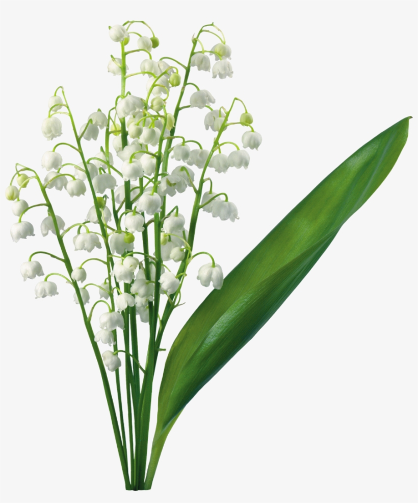 Transparent Lily Of The Valley - Lily Of The Valley Png, transparent png