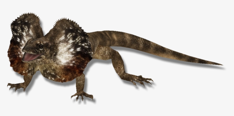 Lizardfrillnecked Zerosvalmont - Frilled-neck Lizard, transparent png