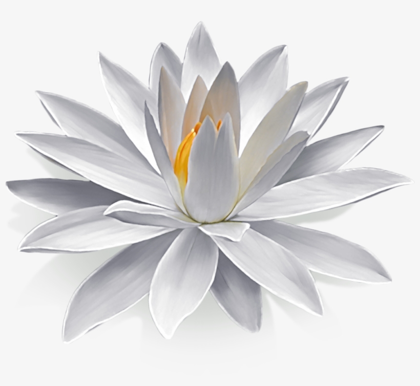 Go To Image - (16+) Обж Для Взрослых, transparent png