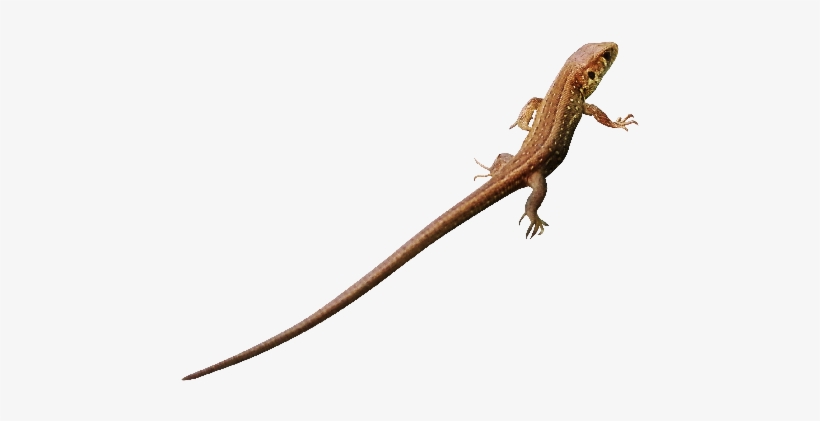 Red Admiral Butterfly Png - Lacerta, transparent png