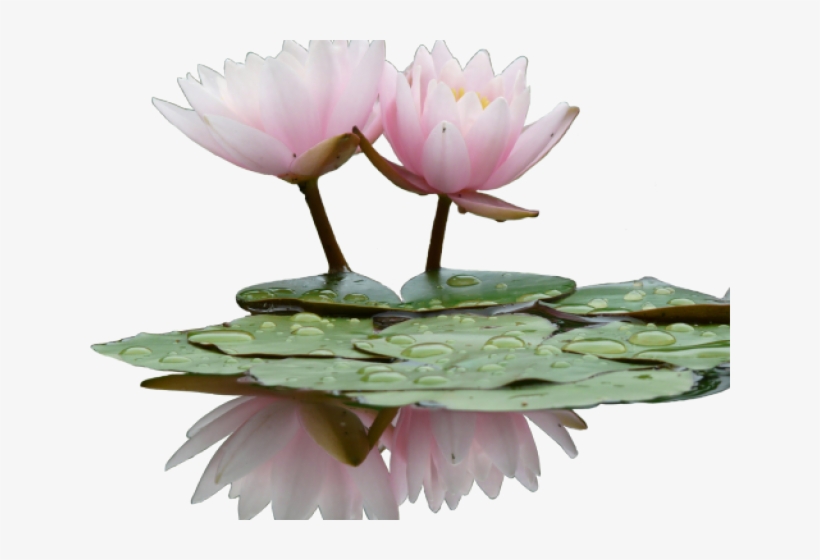 Flower, transparent png