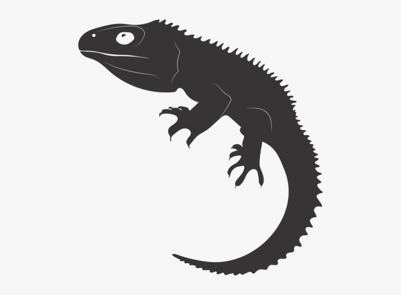 Tuatara,reptile,ancient Reptile,living Fossil,new Zealand,free - Tuataras Png, transparent png