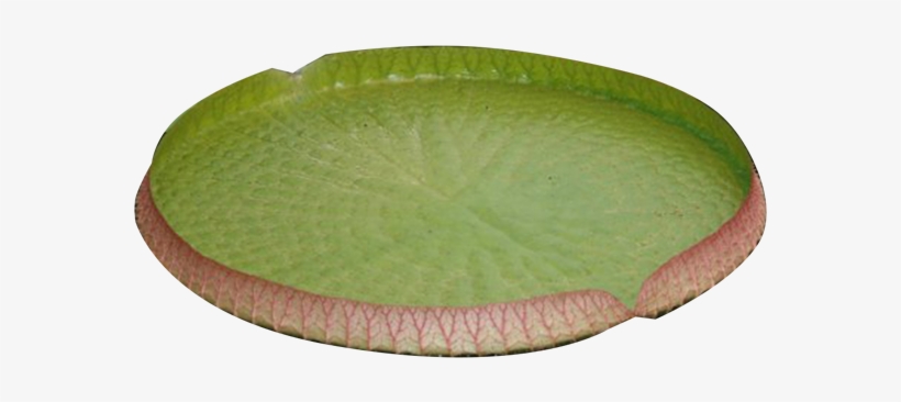 Water Lily Png Image - Portable Network Graphics, transparent png