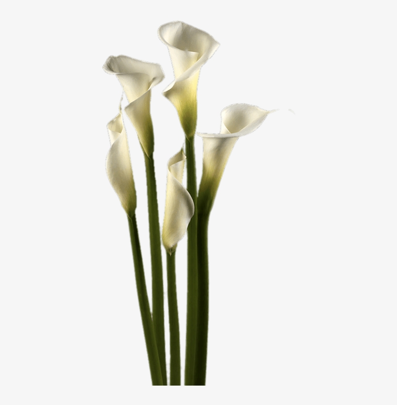 Download - White Calla Lily Png, transparent png