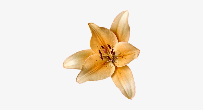 Lilly Orange - Portable Network Graphics, transparent png