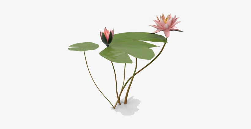 Water Lily Png Photo - Water Lilies, transparent png