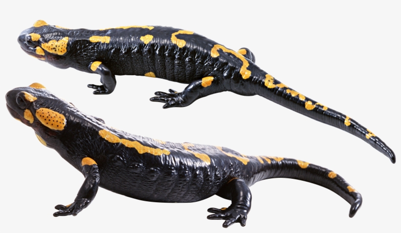 Download - Salamander Png Transparent, transparent png