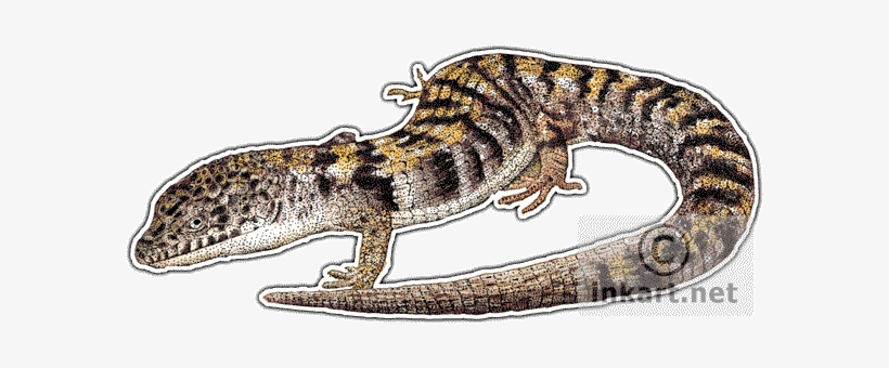 Southern Alligator Lizard Decal - Draw Alligator Lizrd, transparent png