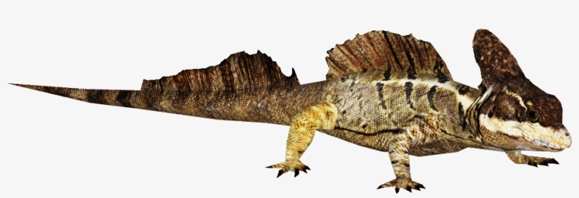 Svg Free Library Common Zt Download Library Wiki Fandom - Basilisk Lizard Transparent, transparent png