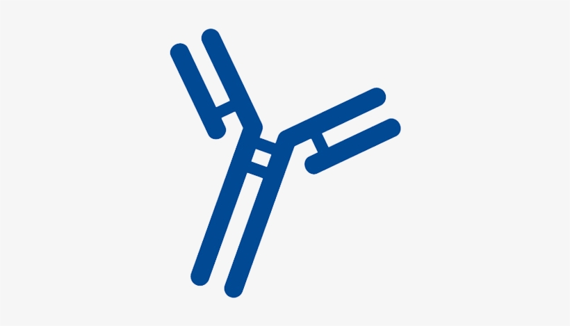 Antibody - School, transparent png