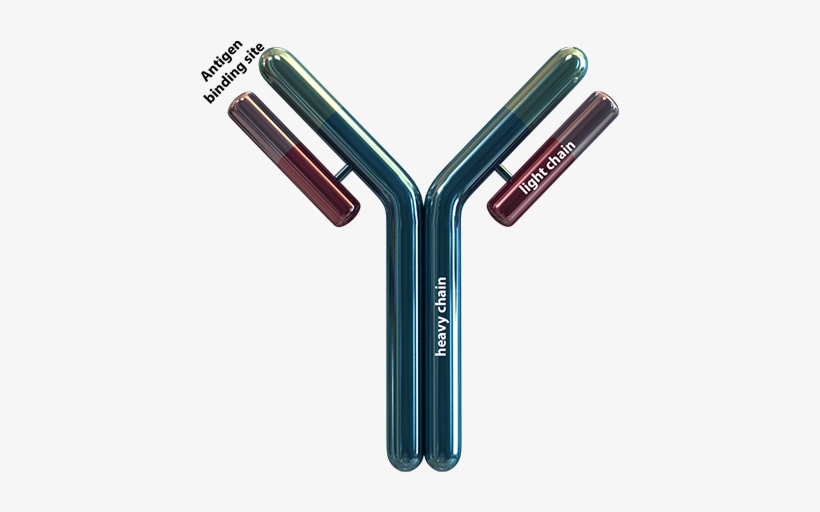 An Antibody Is Roughly Shaped As A ”y“, Consisting - Antibody Png, transparent png