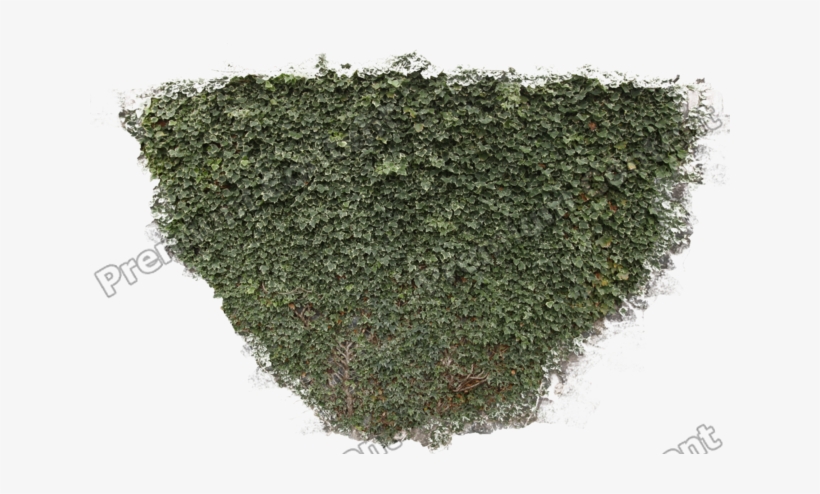 Plants Decals - Texture Mapping, transparent png