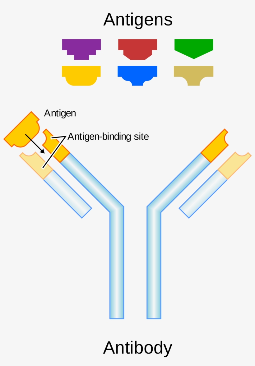 Open - Antibody And Antigen Diagram, transparent png