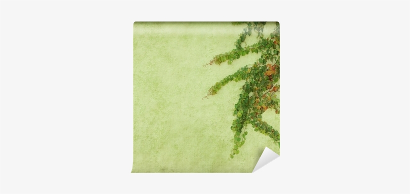 Green Ivy On Old Grunge Antique Paper Texture Wall - Paper, transparent png