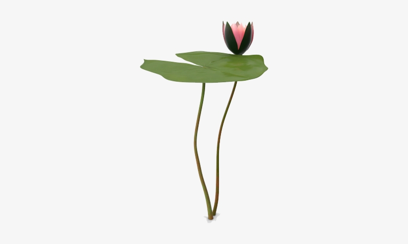 Water Lily Png Picture - Anthurium, transparent png