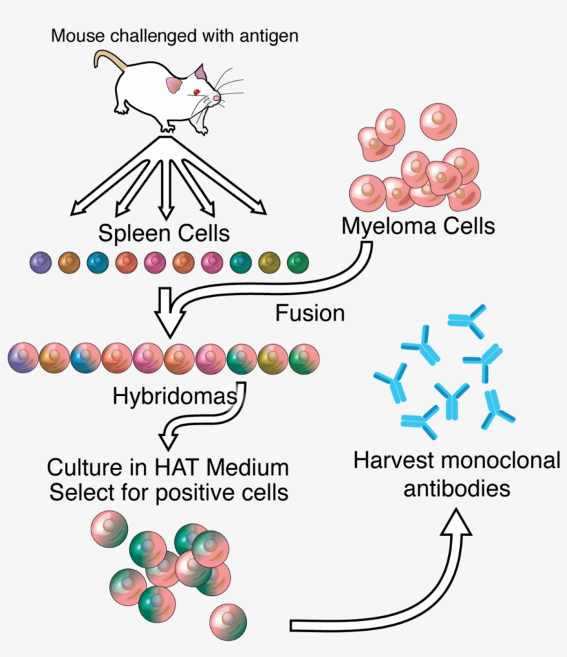 Monoclonal Antibodies, transparent png