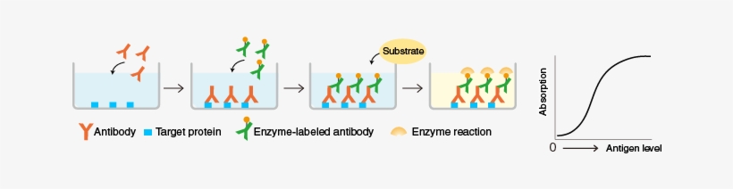 A Target Protein Is Immobilized On The Surface Of Microplate - Elisa Assay, transparent png