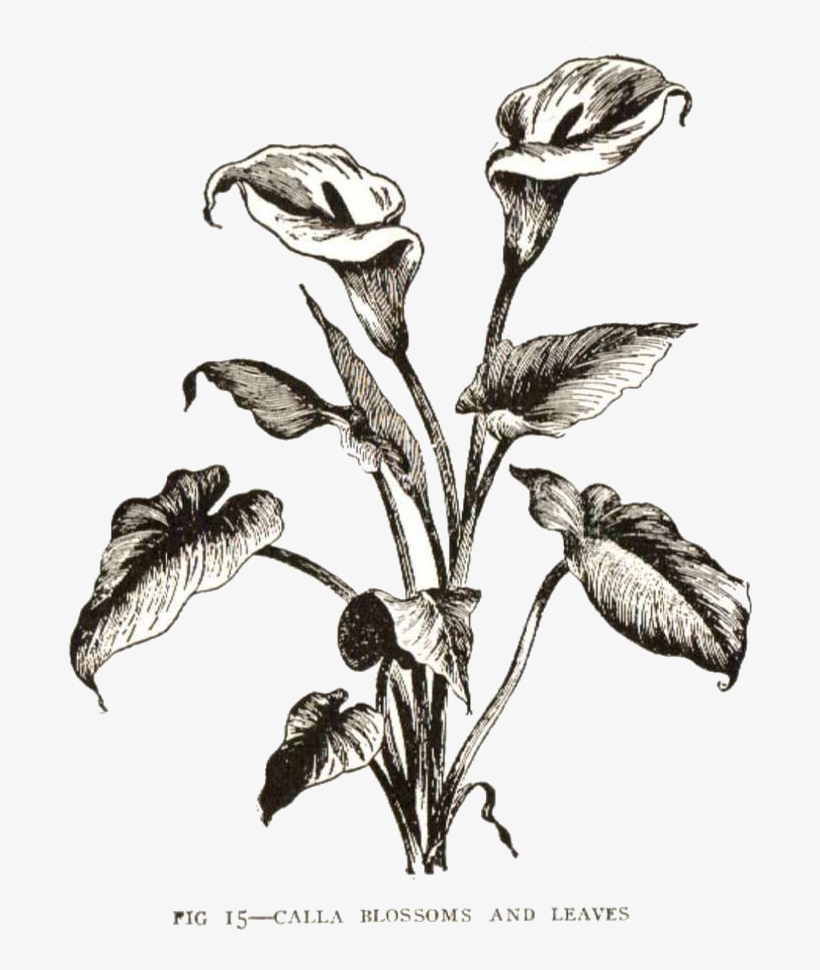 Calla Lily Clipart Vintage - Drawn Calla Lily No Background, transparent png