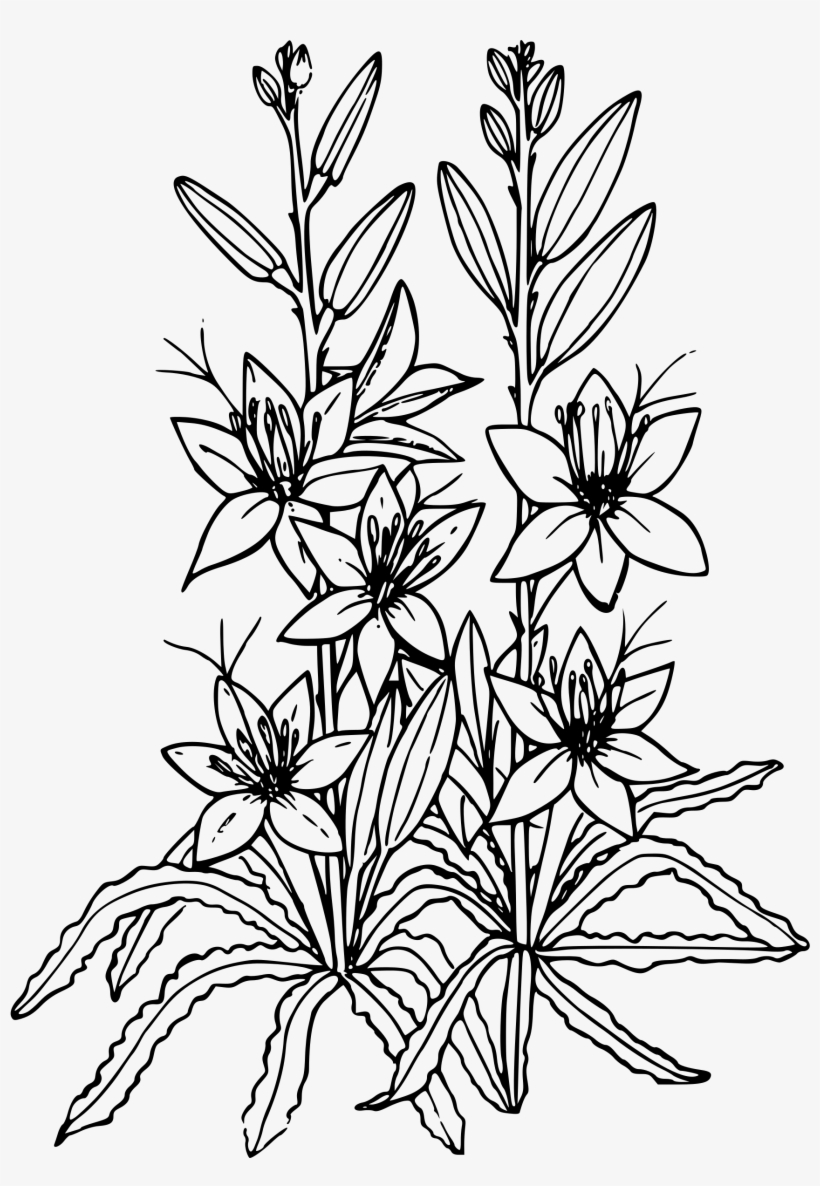 Desert Lily Icons Png - Black And White Lilies Clipart, transparent png