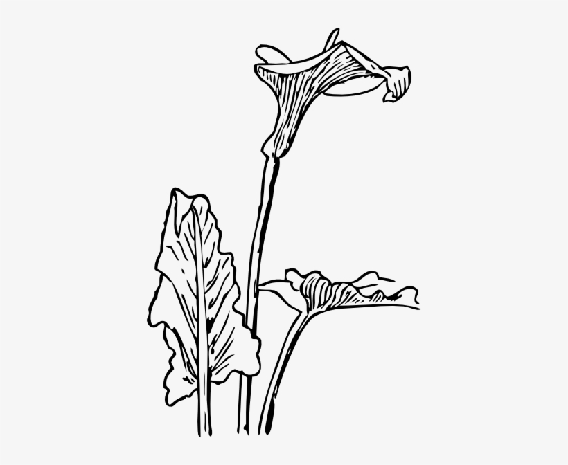 Calla Lily Svg Clip Arts 396 X 592 Px, transparent png