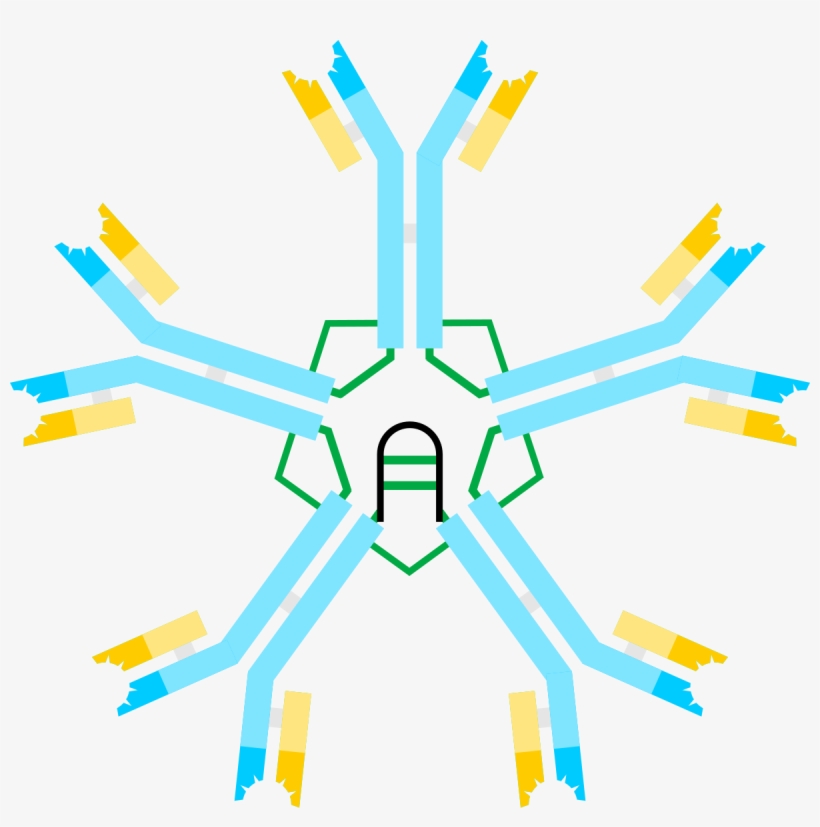 Antibody Igm - Ig M, transparent png