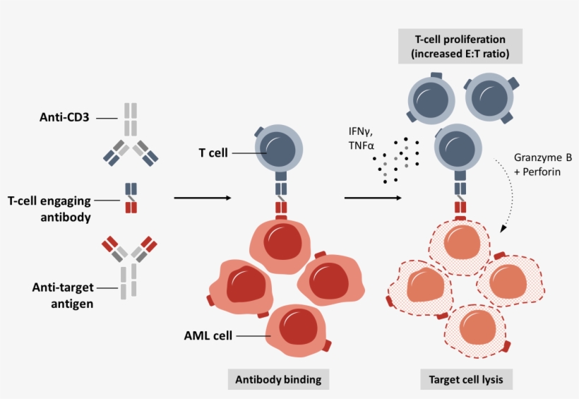 Research Antibodies - Research, transparent png