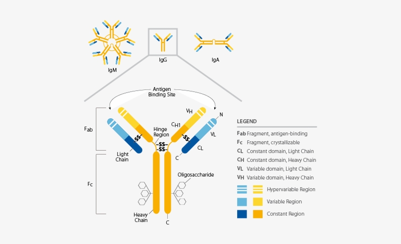 Antibody, transparent png